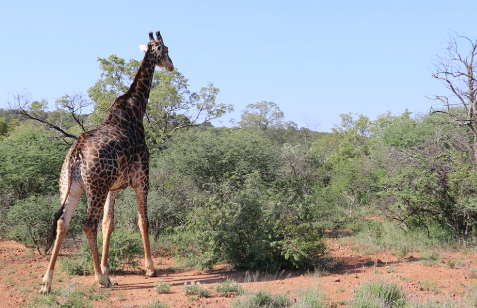 Mokolodi Nature Reserve, Near Gaborone, Botswana